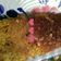 Cooksnap dari innas salwa adila untuk resep Kerak Telor ala ala