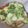 Cooksnap dari Yeni Apriliasari untuk resep Ca Sawi Putih