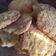El cooksnap de Mariana Morales cuando hizo Polentitas (galletas).