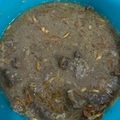 Cooksnap dari pangmalas momasa untuk resep Coto Makassar