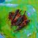 Cooksnap dari Nur Khalida untuk resep Ikan Layang Balado