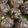Rekha Pandey's cooksnap of when they made Methi Na Gota (Methi Pakoda or Fenugreek Fritters) !!.