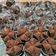Cooksnap dari ayu dewi untuk resep Brownies kukus mekar anti gagal