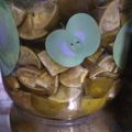 Cooksnap của Kiệt Nguyễn khi họ làm theo món Mật ong ngâm chanh đào trị ho, giảm cân, dưỡng da hồng hào ẩm mịn