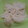 Cooksnap dari Minie Nora(MNKitchen) untuk resep Cheese Cream Lembut Creamy by Shinta