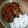 El cooksnap de BRENDA INZUNZA cuando hizo Costillas de cerdo en adobo.