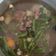 Cooksnap dari Hendrik Wijaksono untuk resep Sop iga presto ala resto