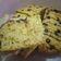 Cooksnap dari esti wijanarka untuk resep Bolu santan 1 telur no mixer
