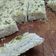 El cooksnap de Ala cuando hizo Focaccia italiana.