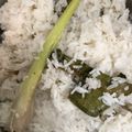 Cooksnap dari Olanova Mahdi untuk resep 58. Lemper Ayam
