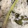Cooksnap dari Olanova Mahdi untuk resep 58. Lemper Ayam