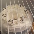 El cooksnap de sabri aguirre cuando hizo Bizcochuelo de chocolate ❤ con una miga húmeda y deliciosa 😍.