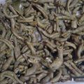 Cooksnap dari A. Padshah Alghifari untuk resep Sate Usus Ayam Ala Angkringan
