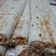 صورة من روزانا ، شاركها بعد تجربة وصفة سندويشات شاورما 🌯