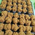 Cooksnap dari heris supriyadin untuk resep Bolu Kukus Gula Merah Merekah