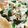 Cooksnap de Lo Reine sur la recette Tarte courgette et burrata