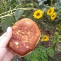 Сooksnap від Ася, який(а) приготував(ла) Беляши с мясом.