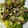 El cooksnap de Guillermo Higuera Quintana cuando hizo Cogollos con aguacates y anchoas al vinagre de módena.