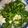 無舒 的 韭菜花炒蛋 cooksnap