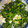 無舒 的 韭菜花炒蛋 cooksnap
