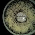 Cooksnap dari Anggraeny Jogja untuk resep Brownis kukus sederhana