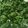 Yirel Zawadi Okongo's cooksnap of when they made Sauted sukuma wiki.