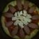 Cooksnap dari Inna Achmadi untuk resep Pizza magic com pakai pinggiran