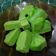 Cooksnap dari styarima untuk resep Bolu Pandan Kukus (No Mixer)