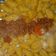 El cooksnap de vivii cuando hizo Ñoquis de calabaza con salsa bologñesa rapida.