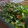 El cooksnap de Pablo Beteta Valero cuando hizo Ensalada de salmón, rúcula y aguacate.