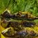 Cooksnap dari fitri aida marwah untuk resep Ikan Kembung Bakar ala RM Padang