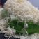 Cooksnap dari Kreasi Umma untuk resep Bolu kukus pandan tanpa santan