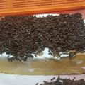 Cooksnap dari amalia untuk resep Bolu Jadul lembut!