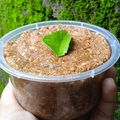 Cooksnap dari Niswah Ar Rohmah untuk resep 42.Sambel Pecel No Minyak Tahan Lama