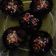 Cooksnap dari Shiffani N.S untuk resep Choco Peanut