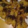 Cooksnap dari Dapoer Pemula untuk resep Pisang Goreng Crispy but Moist