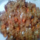 Cooksnap dari wandarilicious untuk resep Fuyunghai Chinese Sayuran Daging ala Indah