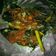 Cooksnap dari Adha Yani untuk resep Ikan tongkol balado
