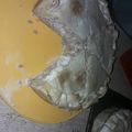 El cooksnap de Flavia Rodriguez cuando hizo Tarta de carne y choclo.