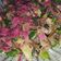 Cooksnap dari Keke untuk resep Sambal Bunga Kecombrang Ikan Asin