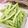 Irene Lin 的 清炒四季豆 cooksnap