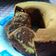 Cooksnap dari Intancooking untuk resep Bolu zebra mocca coklat