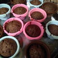 El cooksnap de Maricali1979 cuando hizo Cupcakes sin huevo.