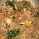 Cooksnap dari nina polke untuk resep Bihun Goreng Korea - Japchae