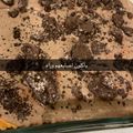 صورة من الجوهرة، شاركها بعد تجربة وصفة حلى طبقات الاوريو