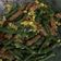 Cooksnap dari Nelly Vialanty Katrine untuk resep Tumis Kacang Panjang, Tempe Jagung Saori