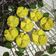 Cooksnap dari Fitri Yani untuk resep Bolkus Mekar Pandan (No Mixer-anti gagal)