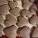 El cooksnap de Delma Delgado cuando hizo Galletitas de chocolate sin manteca y con Nesquik.