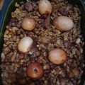 Tamás Szaniszló Cooksnap-ja, amikor elkészítette a(z) Sólet cserépedényben receptet.