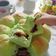 Cooksnap dari LiyaniFY untuk resep Roti Pandan